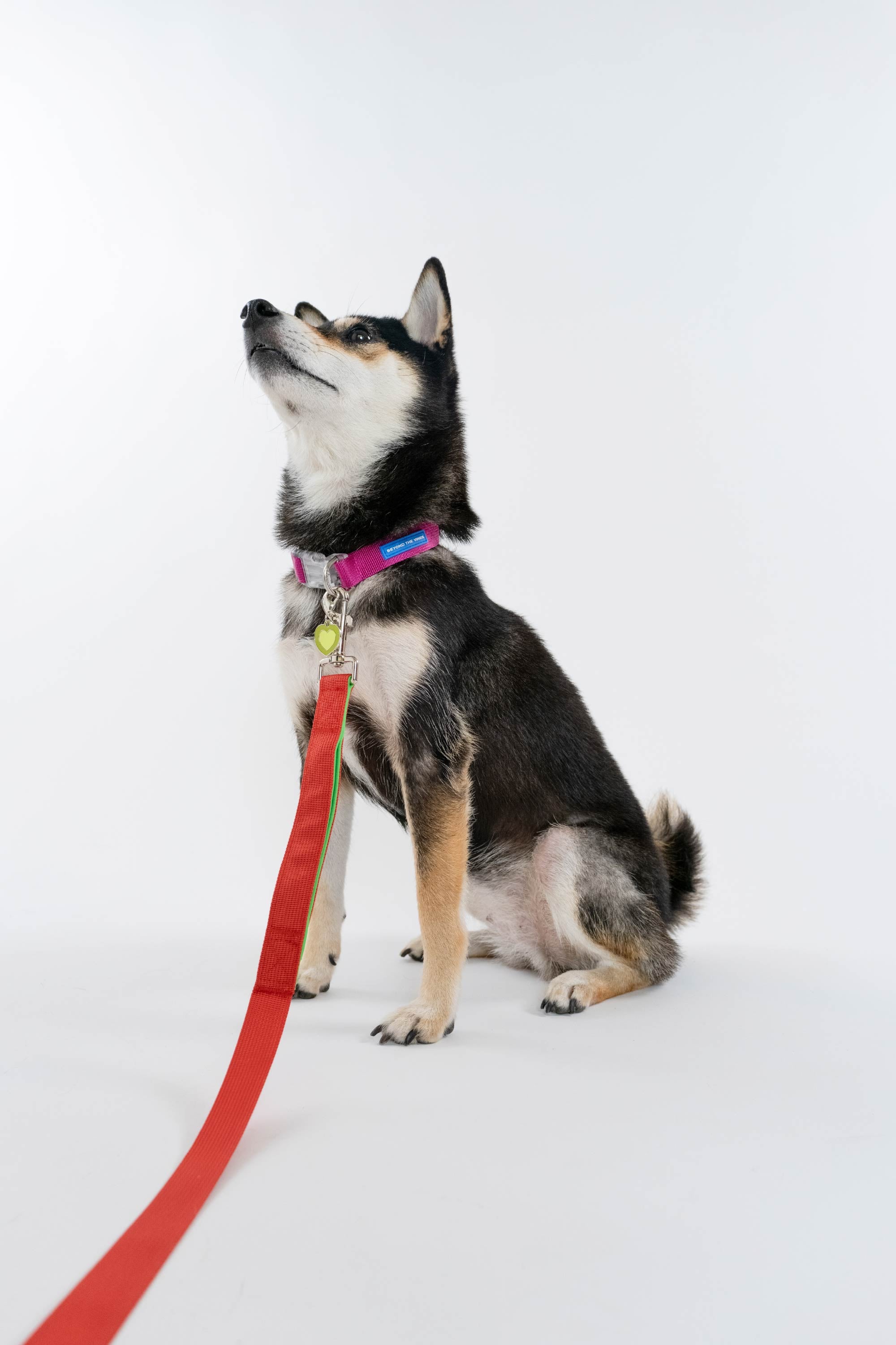 Contrast Pet Collar | ビ Beyond The Vines – Beyond The Vines Japan